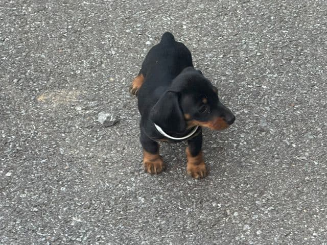 Dachshund Puppies breeder image 1