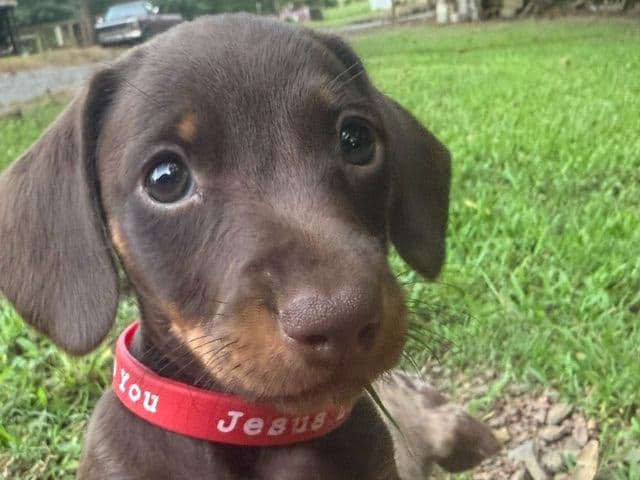Dachshund Puppies breeder image 4