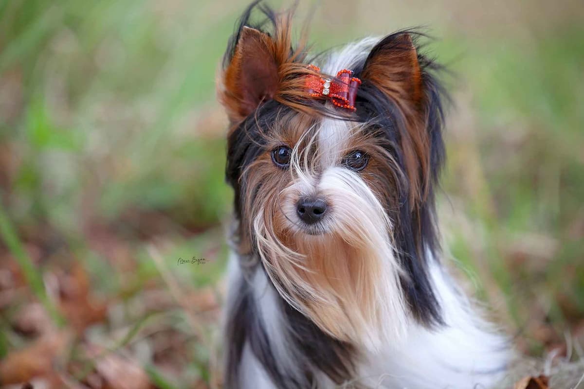 Female Available breeder image 1