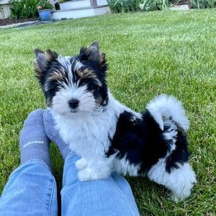 Female Available breeder image 6