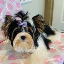 Female Available breeder image 9