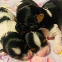 Female Available breeder image 10