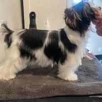 Female Available breeder image 11