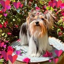 Female Available breeder image 12