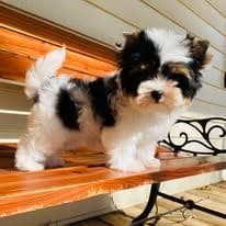 Female Available breeder image 14