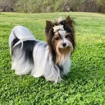 Female Available breeder image 18