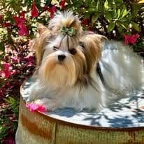 Female Available breeder image 19