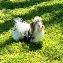 Female Available breeder image 20