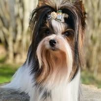 Female Available breeder image 29