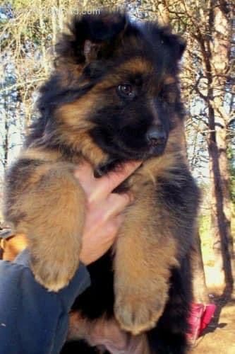 German Shepherd Dog puppies breeder image 1
