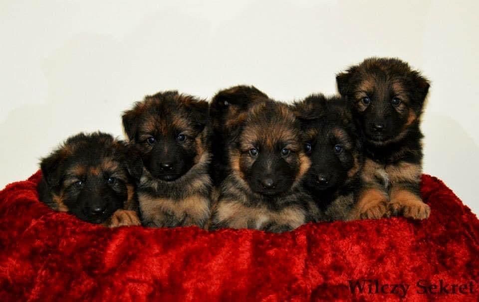 German Shepherd Dog puppies breeder image 3