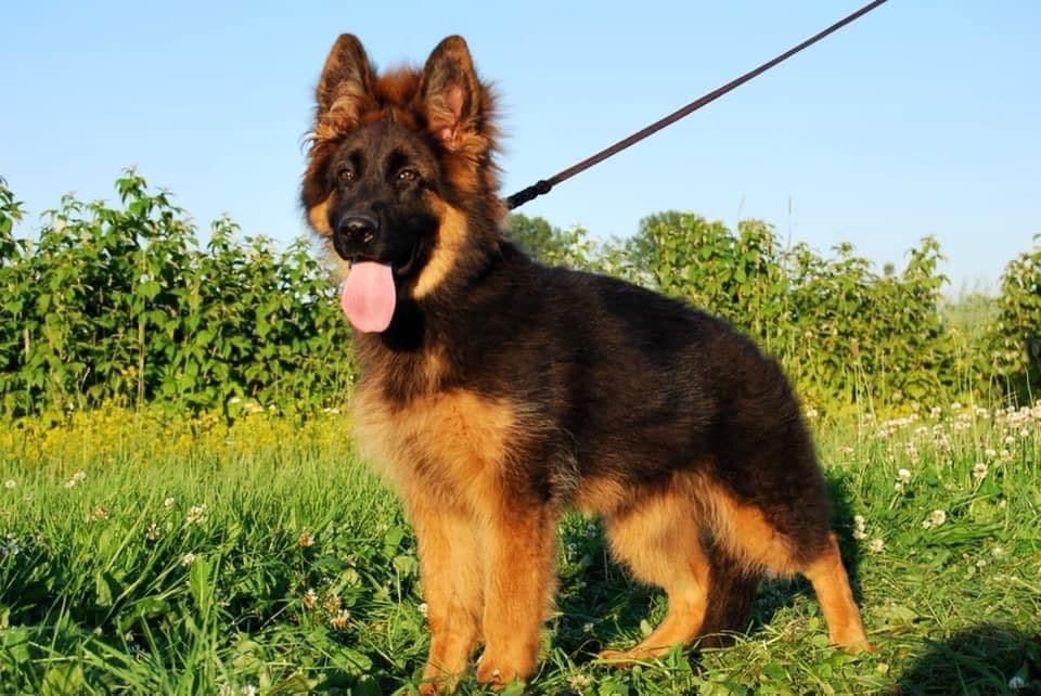 German Shepherd Dog puppies breeder image 4