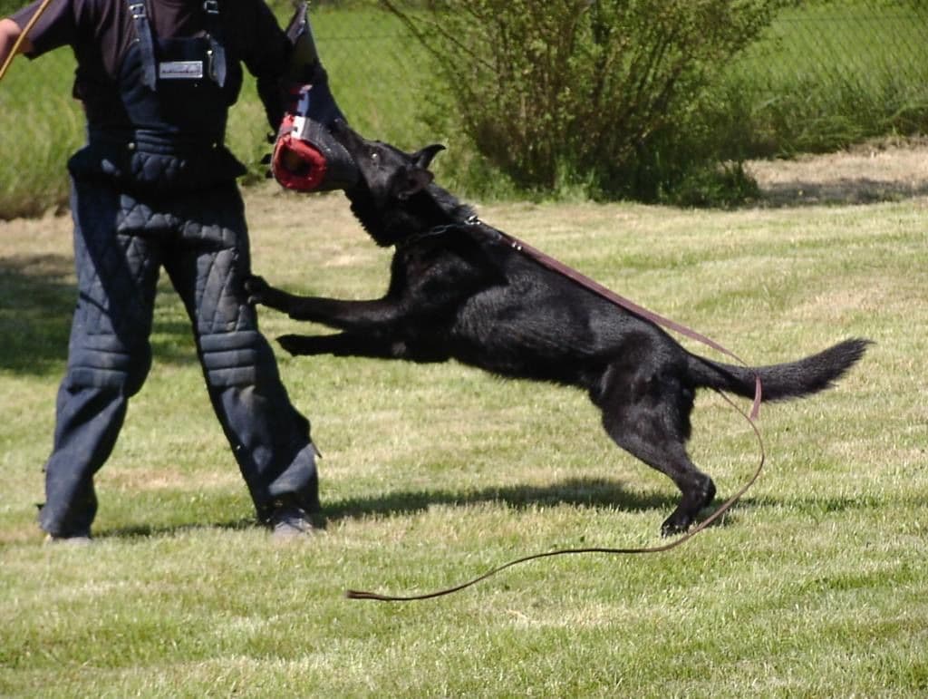 German Shepherd Dog puppies breeder image 5