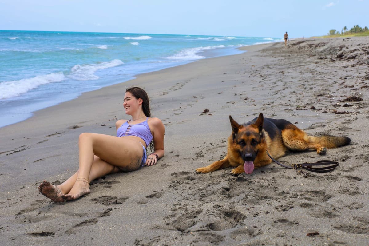 German Shepherd Dog puppies breeder image 6