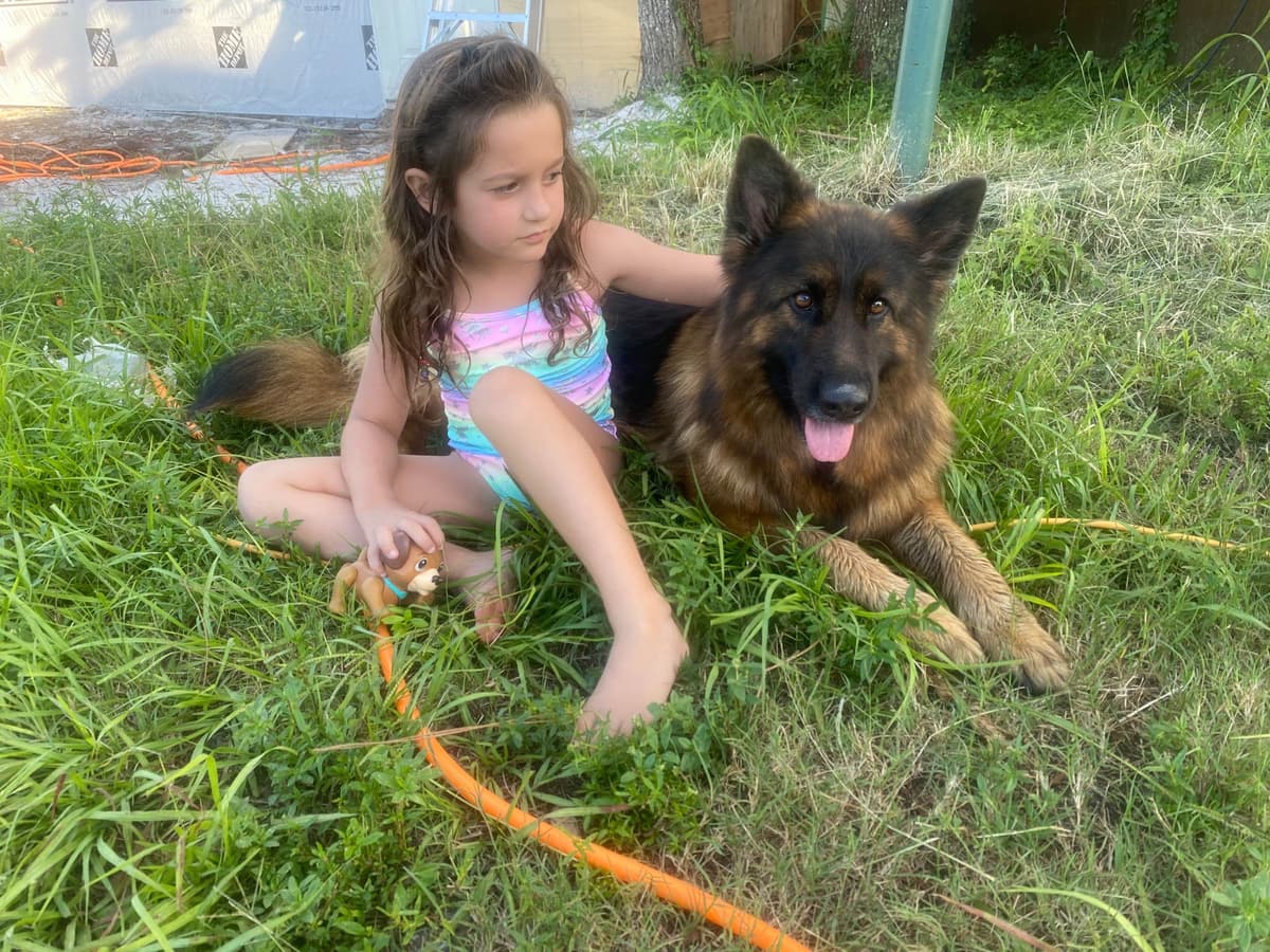 German Shepherd Dog puppies breeder image 7