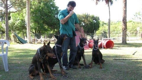 German Shepherd Dog puppies breeder image 11