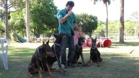 German Shepherd Dog puppies breeder image 13