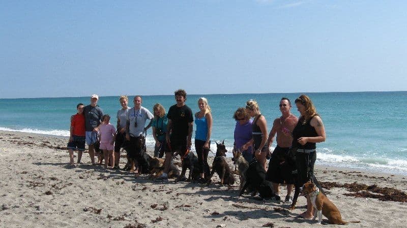 German Shepherd Dog puppies breeder image 16