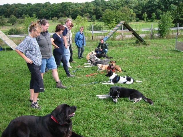 German Shepherd Dog puppies breeder image 15