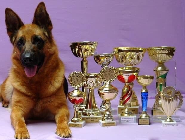 German Shepherd Dog puppies breeder image 14
