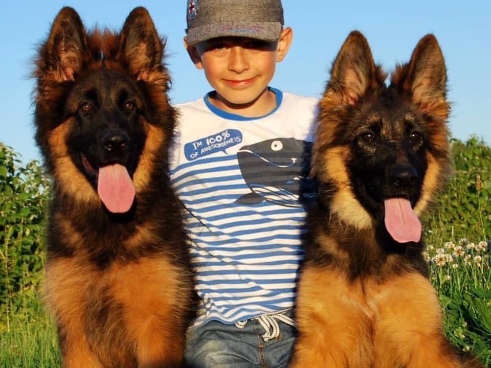 German Shepherd Dog puppies breeder image 18