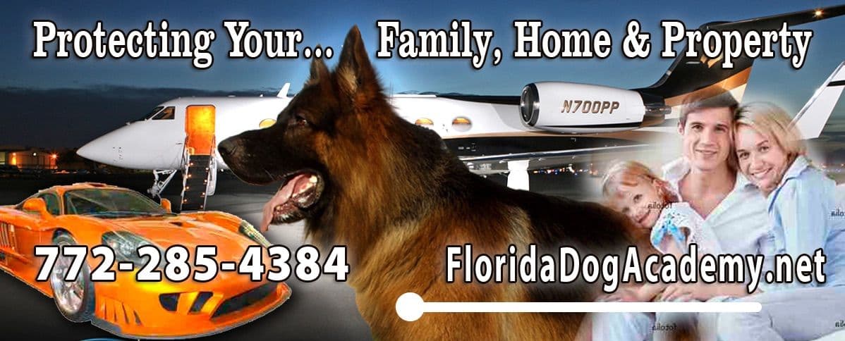 German Shepherd Dog puppies breeder image 22
