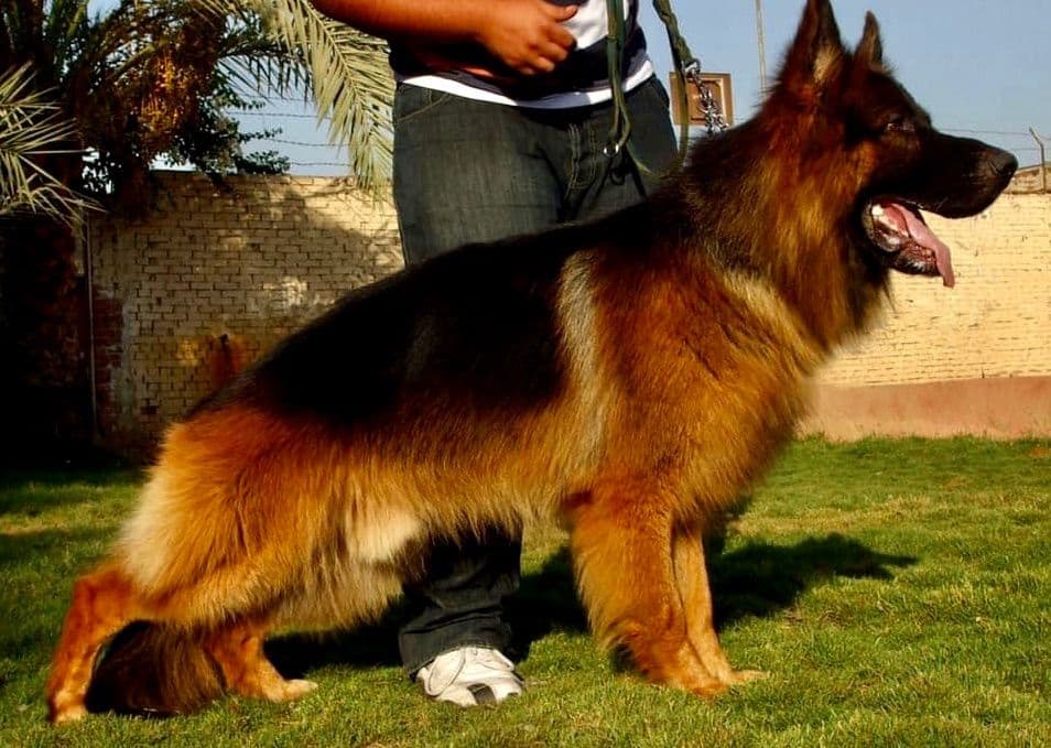 German Shepherd Dog puppies breeder image 23