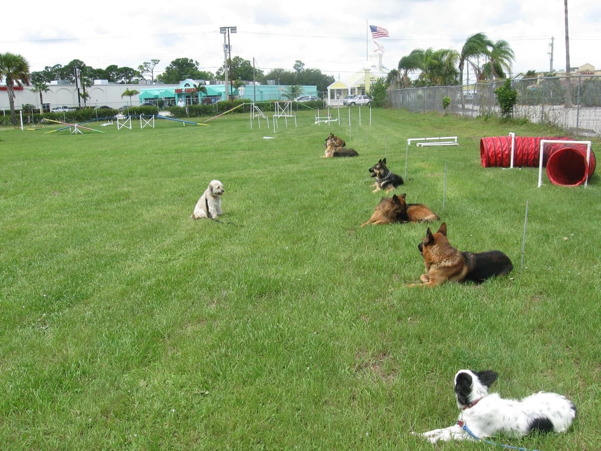 German Shepherd Dog puppies breeder image 26