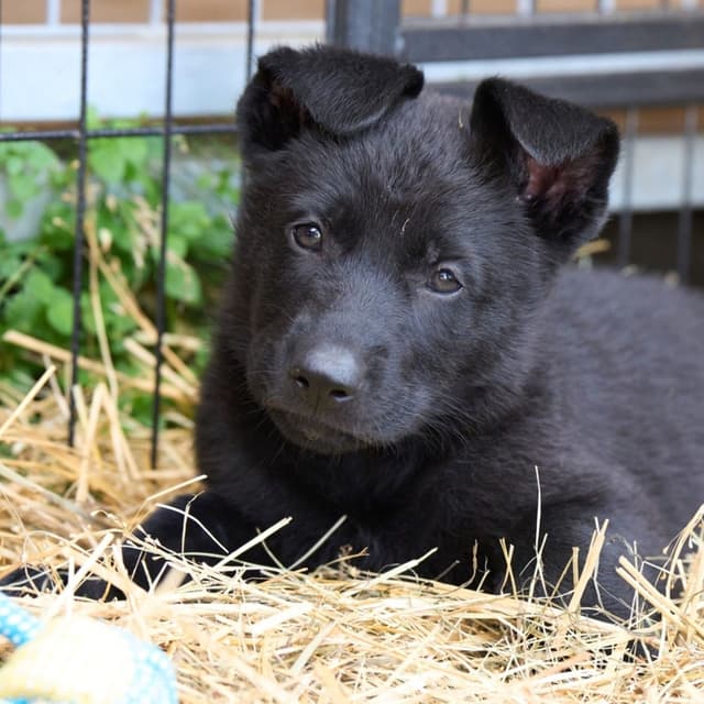 German Shepherd Dog puppies media 3