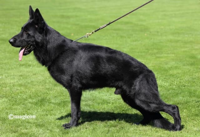 German Shepherd Dog puppies media 4