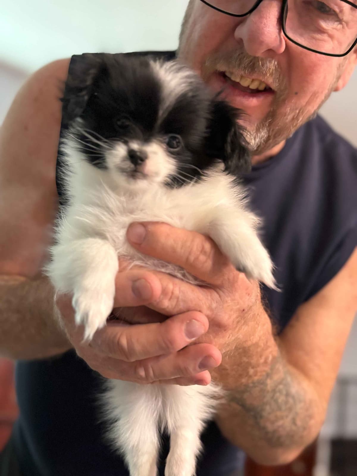 Papillon Dogs breeder image 3