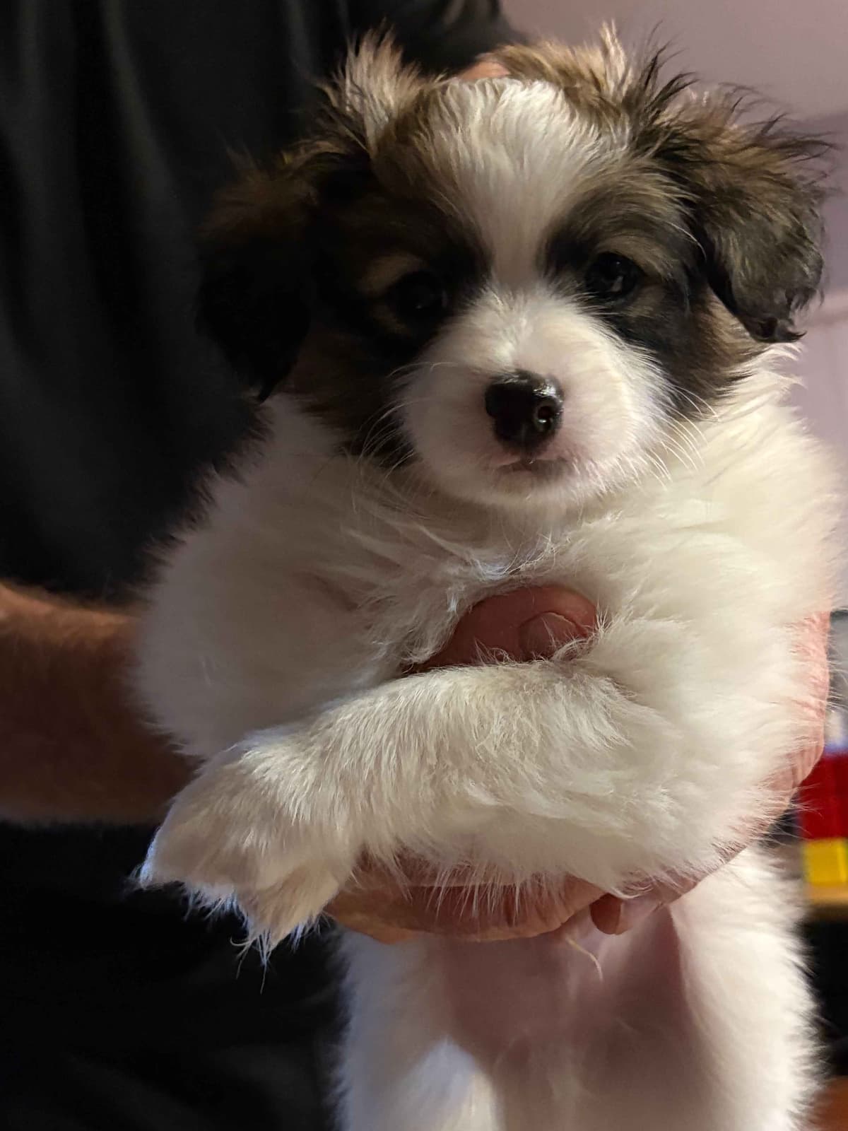 Papillon Dogs breeder image 4
