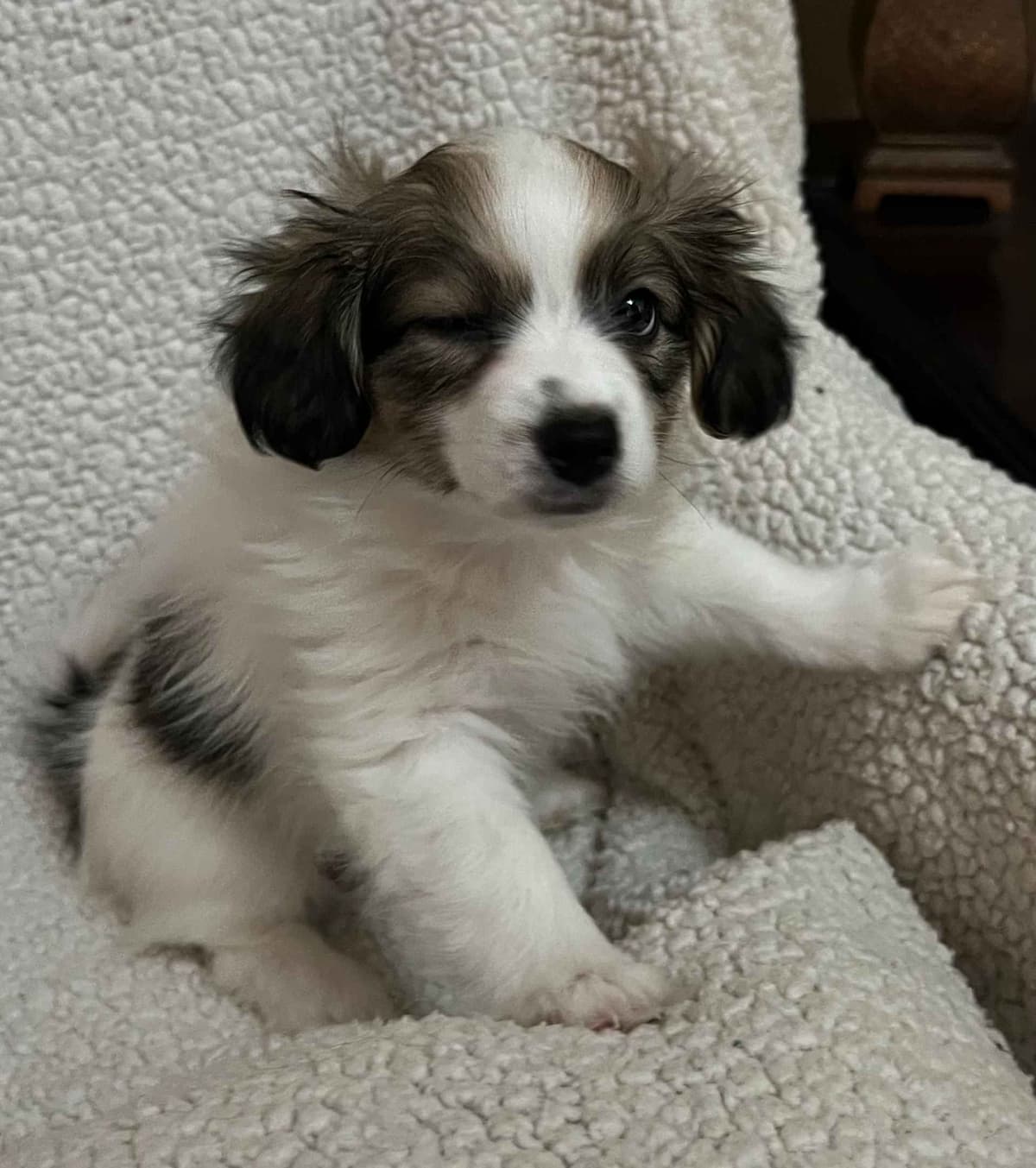 Papillon Dogs breeder image 5