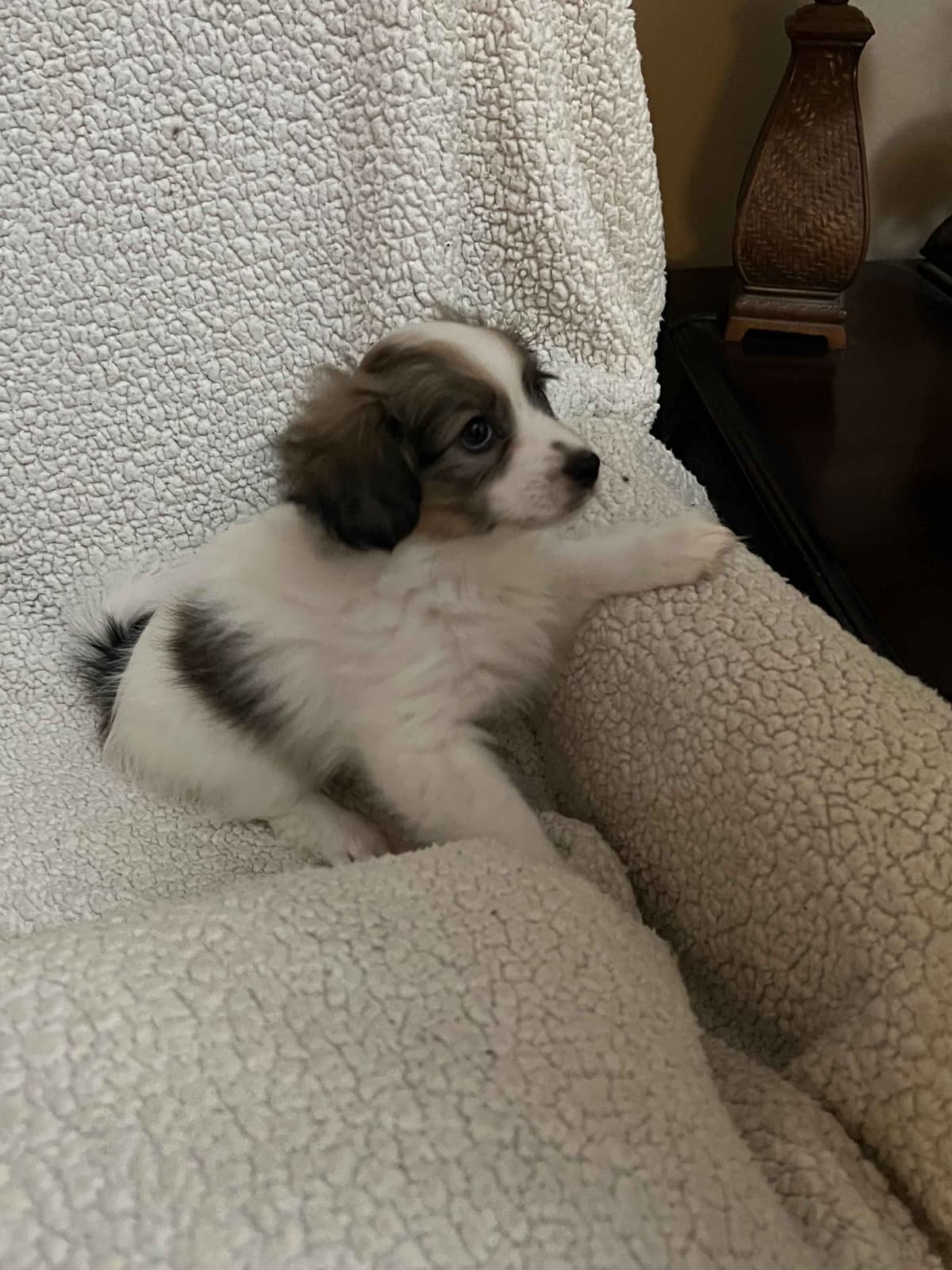 Papillon Dogs breeder image 6