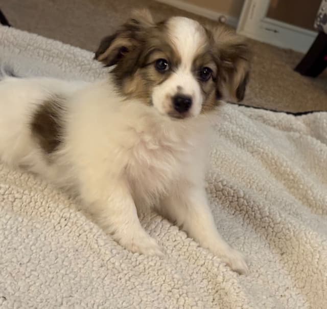 Papillon Dogs media 2