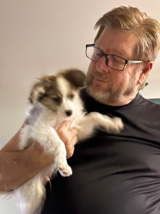Papillon Dogs media 3