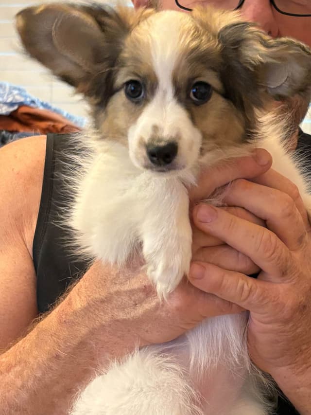 Papillon Dogs media 4