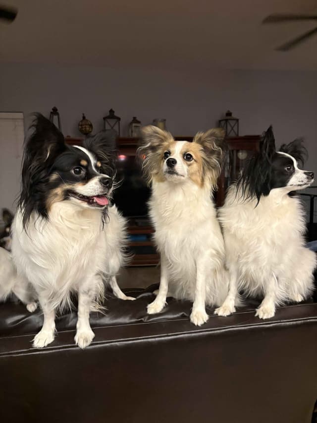 Papillon Dogs media 6