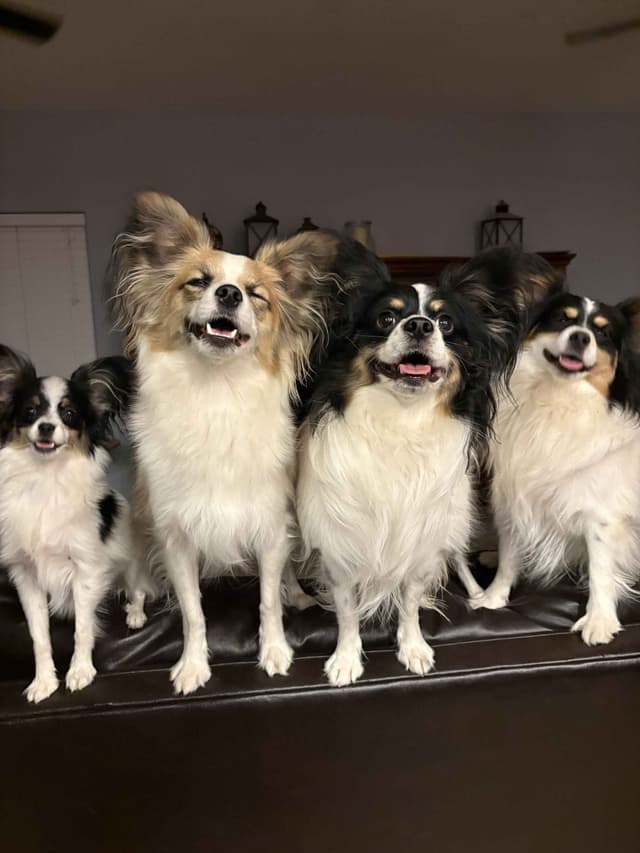 Papillon Dogs media 8