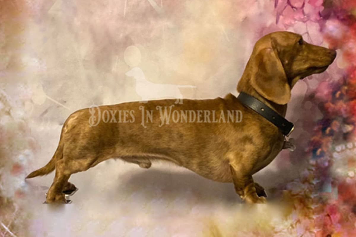 Champion Lines  Smooth Dachshund Puppies breeder image 1