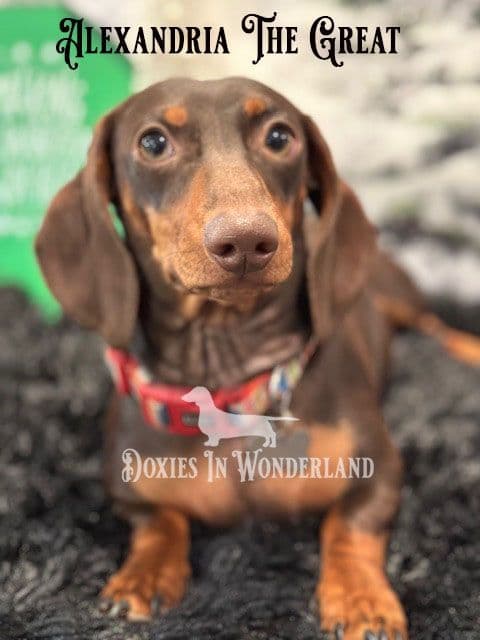Champion Lines  Smooth Dachshund Puppies breeder image 3