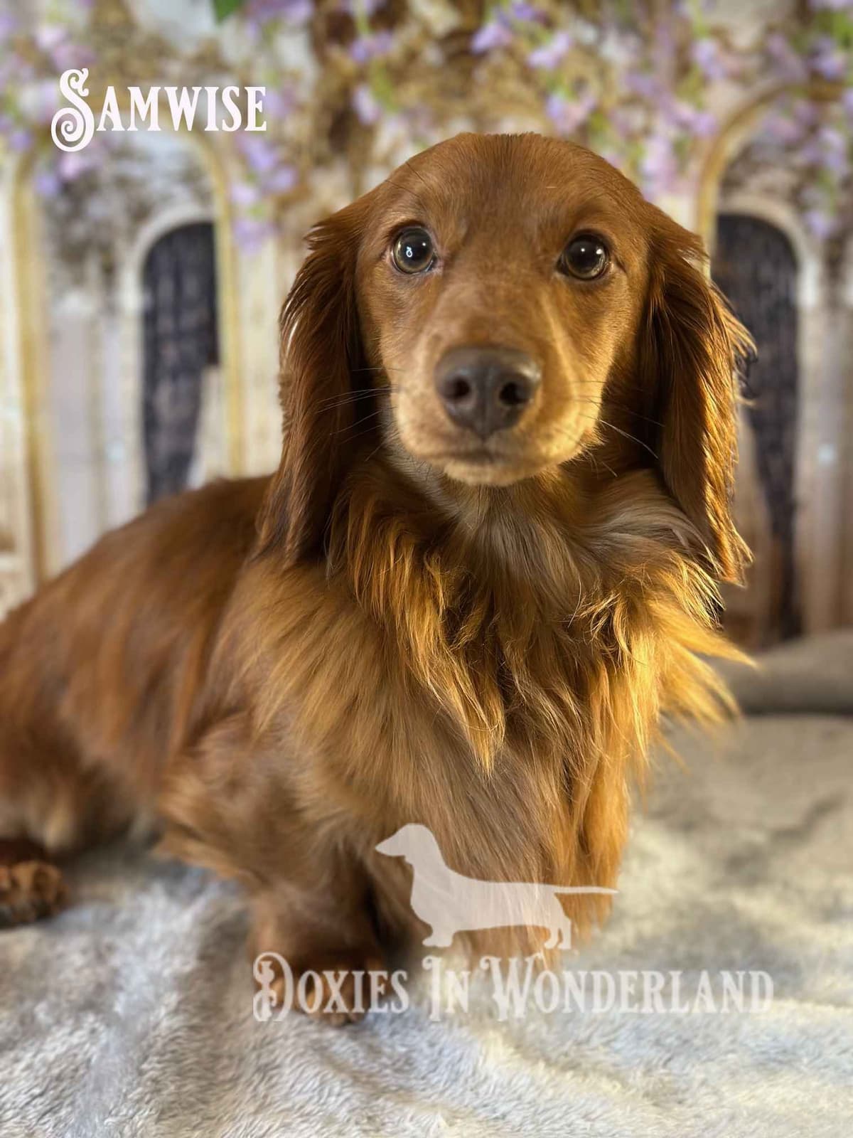 Champion Lines  Smooth Dachshund Puppies breeder image 5