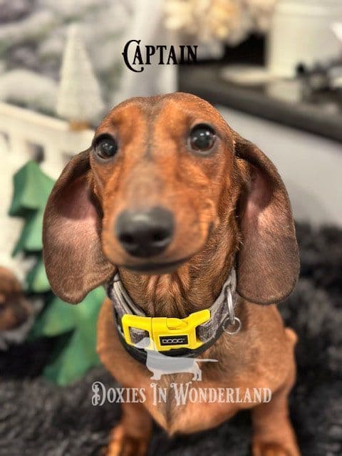 Champion Lines  Smooth Dachshund Puppies breeder image 6
