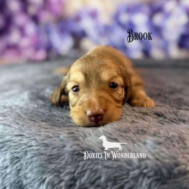 Dachshund Puppies media 2