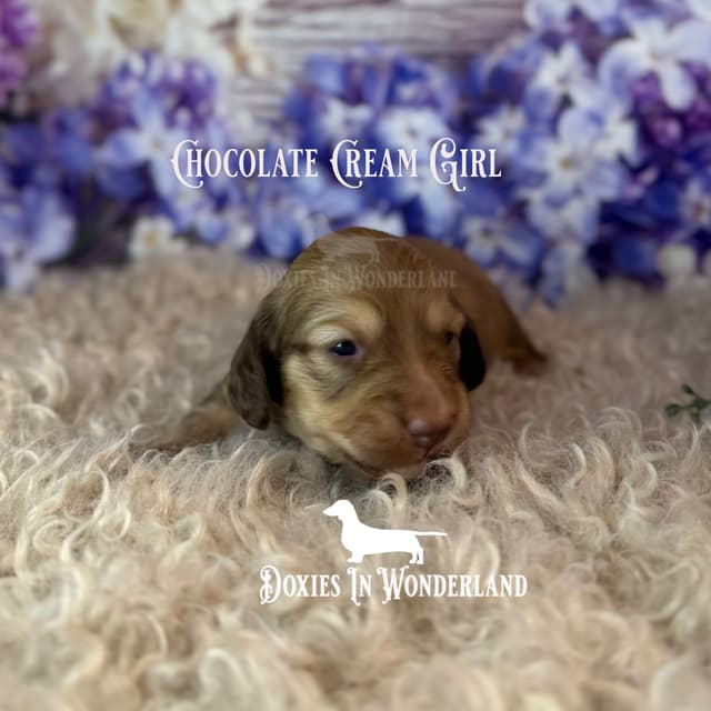 Dachshund Puppies media 3