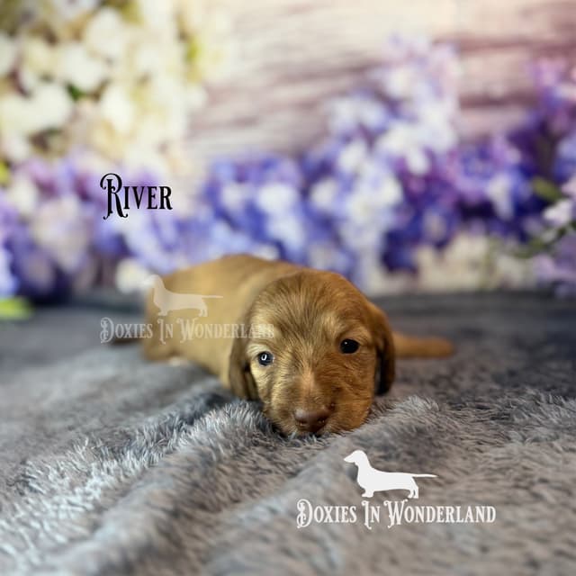 Dachshund Puppies media 4