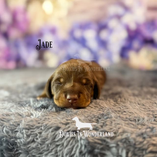 Dachshund Puppies media 5