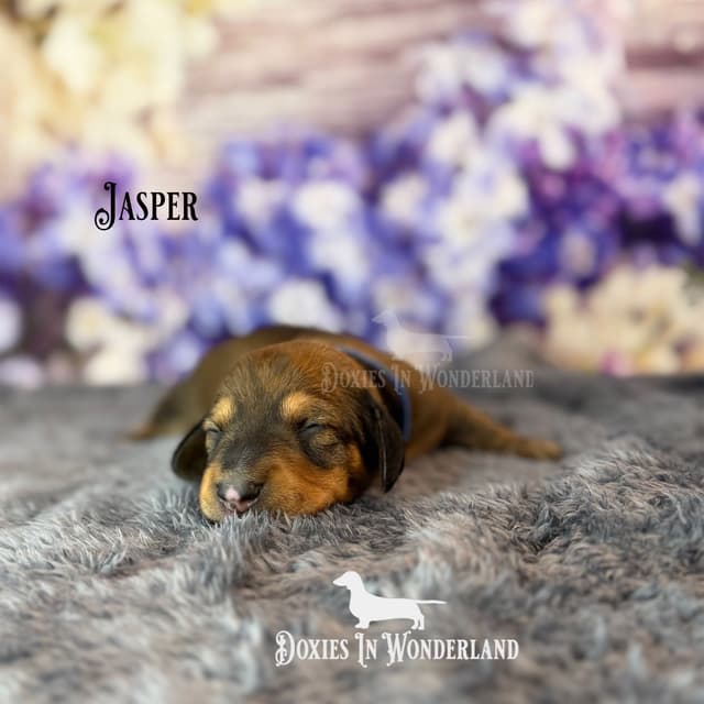 Dachshund Puppies media 6