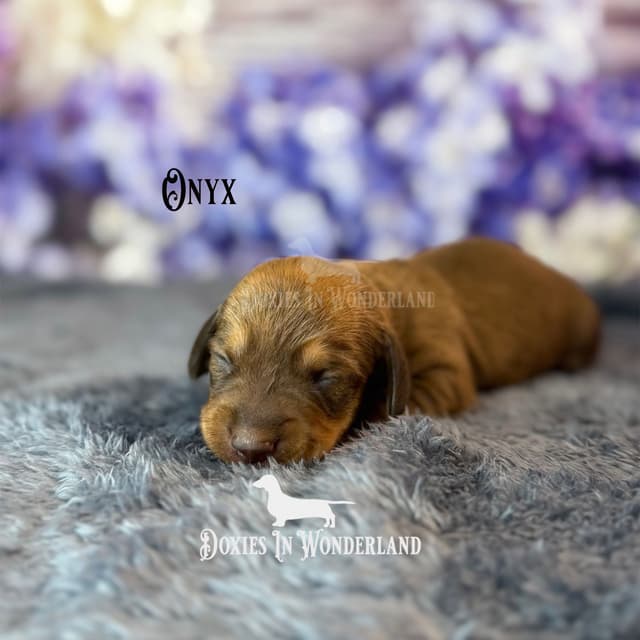 Dachshund Puppies media 7