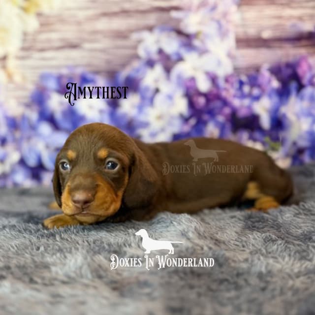 Dachshund Puppies media 8